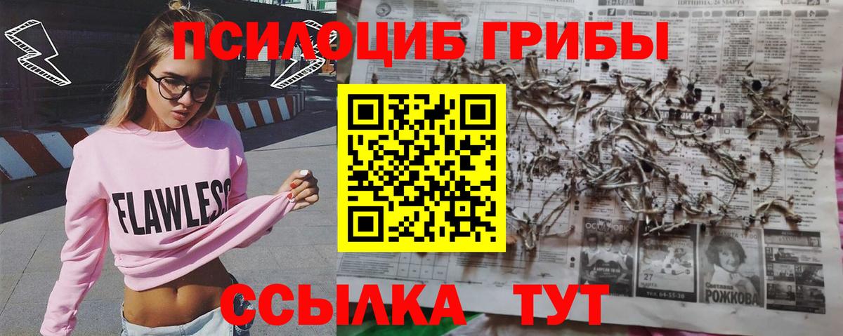 Псилоцибиновые грибы MAGIC MUSHROOMS  Вход с VPN  Горно-Алтайск 